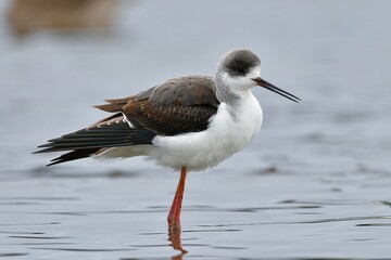 嘴と脚がとても長いスマートな水鳥のセイタカシギ