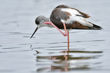 嘴と脚がとても長いスマートな水鳥のセイタカシギ