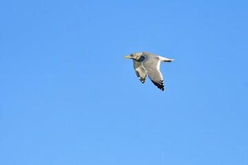真冬の海岸で見られる大型の水鳥セグロカモメ