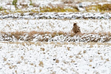 田んぼや港で見られる身近な野鳥のトビ