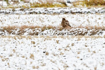 田んぼや港で見られる身近な野鳥のトビ