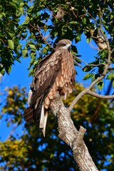 田んぼや港で見られる身近な野鳥のトビ