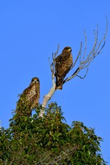 田んぼや港で見られる身近な野鳥のトビ