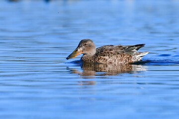 冬に見られる渡り鳥で、ユーモラスな大きな嘴をしたハシビロガモ