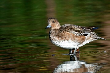 朝陽で黄金色の輝く水面に浮かぶ、冬鳥のヒドリガモ