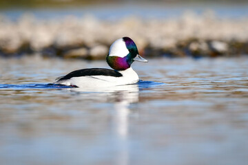 冬にアラスカやシベリアから渡来する珍しい美しい鴨の仲間、ヒメハジロ