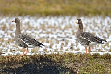 冬に東北や北陸の田んぼに大きな群れで渡来する美しい野鳥マガン