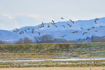 冬に東北や北陸の田んぼに大きな群れで渡来する美しい野鳥マガン