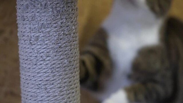Cat scratching the grey cat pole.