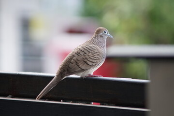 A bird in Bangkok Thailand.
