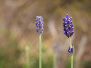 Closeup purple lavender in the garden