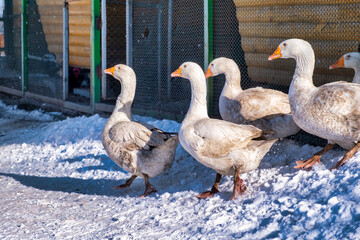 Obraz premium geese on the farm in winter