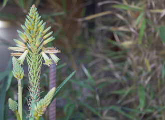 An Aloe Flower Spike Up Close with a Green Background