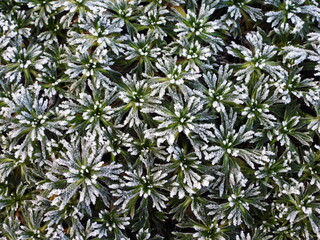 Frost in garden - plants affected by frost