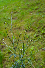 Verbena officinalis, the common vervain or common verbena