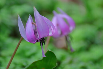 Fototapeta premium 里山の妖精