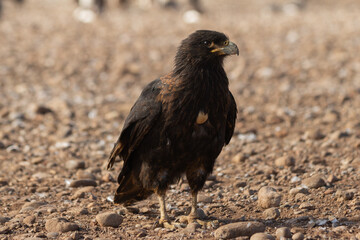 The Striated Caracara (Phalcoboenus australis) Also known as a Johnny Rook. Jason Steeple, Falkland Islands.
