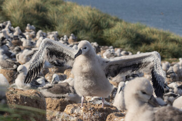 Black-Browed Albatross (Thalassarche Melanophris) Chick, Steeple Jason, Falkland Islands.