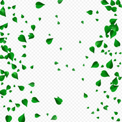 Forest Leaves Abstract Vector Transparent