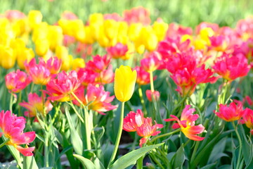yellow tulip in full blooming