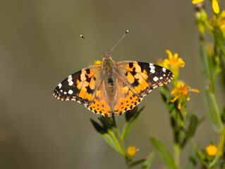 Butterfly, Thistle Vanessa [Cynthia cardui]
The thistle vanessa is a very skilled flyer that...