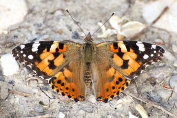 Butterfly, Thistle Vanessa [Cynthia cardui]
The thistle vanessa is a very skilled flyer that...