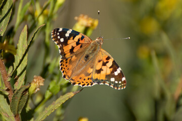 Butterfly, Thistle Vanessa [Cynthia cardui]
The thistle vanessa is a very skilled flyer that...