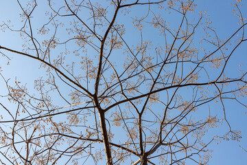 Melia azedarach Chinaberry tree with fruits in autumn