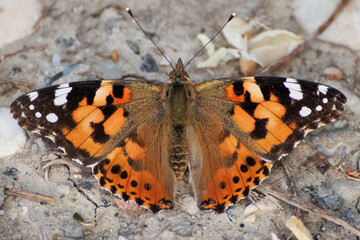 Butterfly, Thistle Vanessa [Cynthia cardui]
The thistle vanessa is a very skilled flyer that...