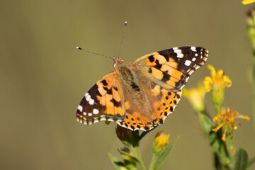 Butterfly, Thistle Vanessa [Cynthia cardui]
The thistle vanessa is a very skilled flyer that...