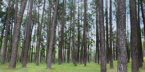 view inside a pine forest