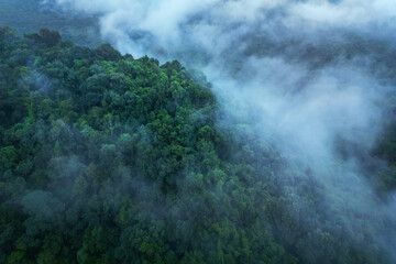 morning mist on the canopy in the rainforest	of borneo 