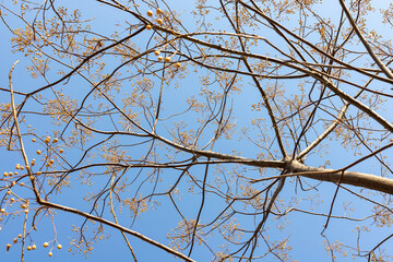 Melia azedarach, commonly known as the chinaberry tree, pride of India, bead-tree, Cape lilac, syringa berrytree, Persian lilac, Indian lilac, or white cedar tree