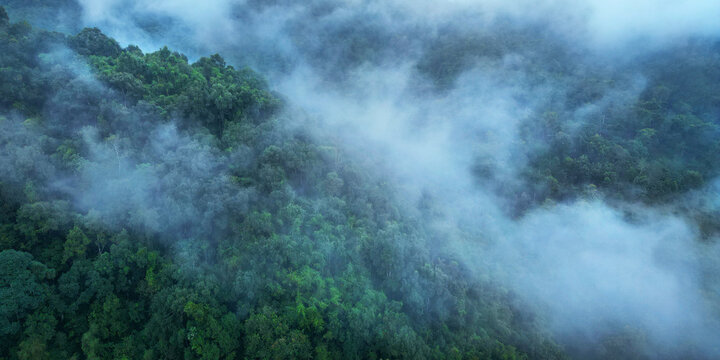 morning mist on the canopy in the rainforest of borneo © MICHEL