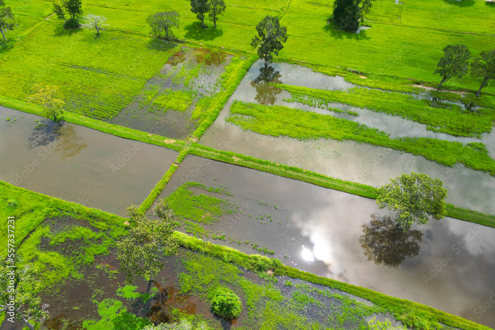 Sticker Aerial view of rice filed with water and trees