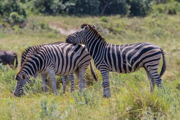 There are many Zebras in Isimangaliso Wetland Park, which is on the UNESCO Heritage List in South Africa.