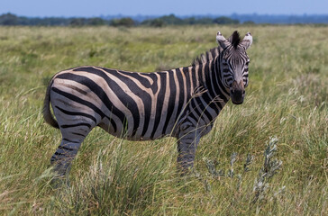 There are many Zebras in Isimangaliso Wetland Park, which is on the UNESCO Heritage List in South Africa.
