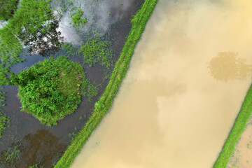 Aerial view of rice filed with water and trees