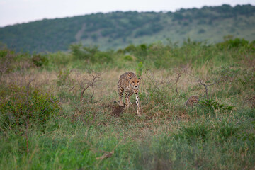 Cheetahs (Acinonyx jubatus) , one of the most favorite predators of African wildlife, are also the fastest land animals in the world.