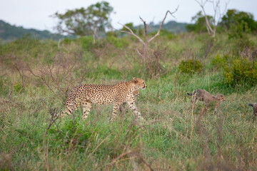 Cheetahs (Acinonyx jubatus) , one of the most favorite predators of African wildlife, are also the fastest land animals in the world.