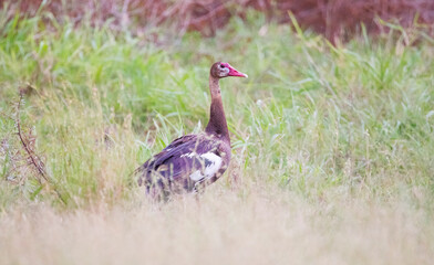 Spur-winged goose (Plectropterus gambensis) is found in wetlands all over Sub-Saharan Africa.