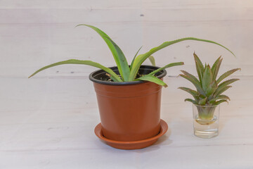 Pineapple Propagation: From Top to Potted Plant in a Glass of Water