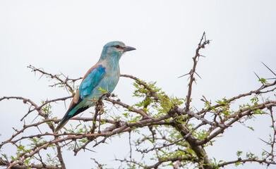 European Roller (Coracias garrulus) is a common bird in Asia, Europe and Africa.