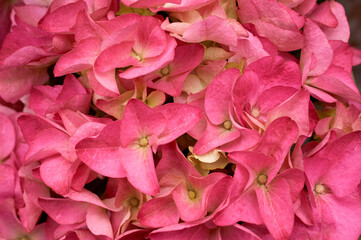 Inflorescence of the red flowers of hydrangea close-up, isolated on white background