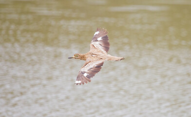 Spotted thick-knee (Burhinus capensis) is a bird species living in wetlands in Africa.