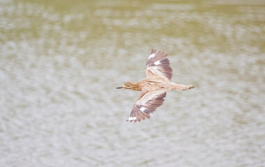 Spotted thick-knee (Burhinus capensis) is a bird species living in wetlands in Africa.
