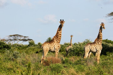 Giraffes often roam in large groups in the Isismangaliso Wetland Park in South Africa.