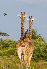 Giraffes often roam in large groups in the Isismangaliso Wetland Park in South Africa.