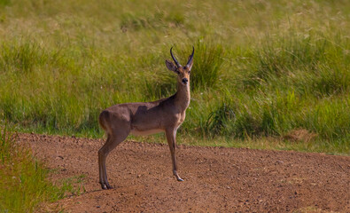 Reedbuck (Redunca) is the common name of African antelope in terms of Redunca. Reedbucks is reddish brown and 60 to 90 cm. There are three well-known reedbuck types