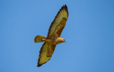  Long-legged Buzzard (Buteo rufinus) is one of the world's most raptors.